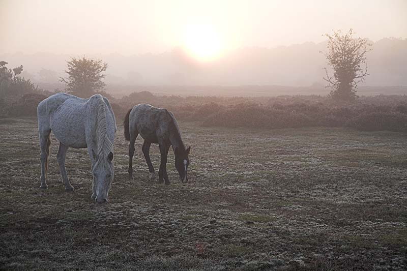 01DD0873 Mare and foal Fletcher's Green Copyright Mike Read.jpg - New Forest Ponies in autumn mist Fletchers Green